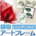 心を潤す植物アートフレーム専門店