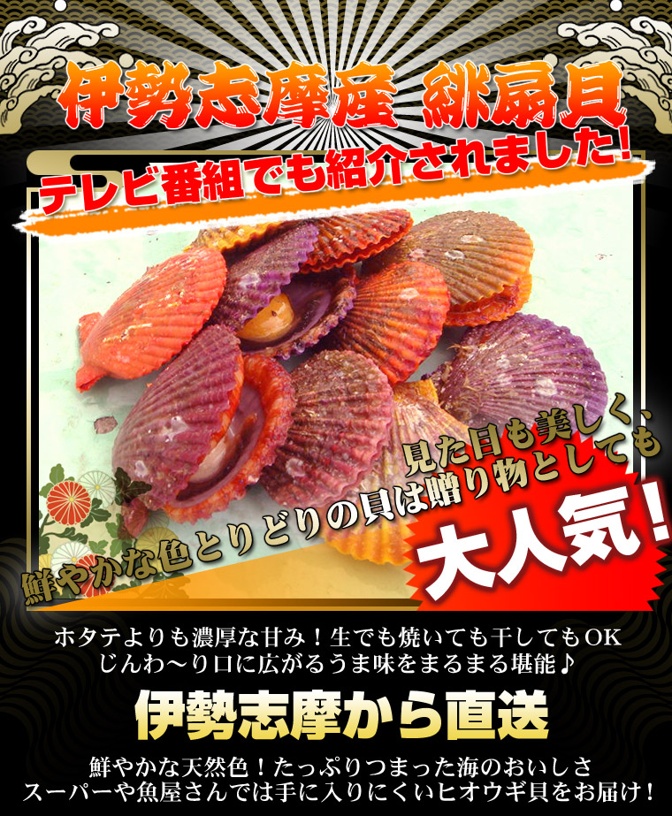 伊勢志摩産 緋扇貝（ヒオウギガイ）