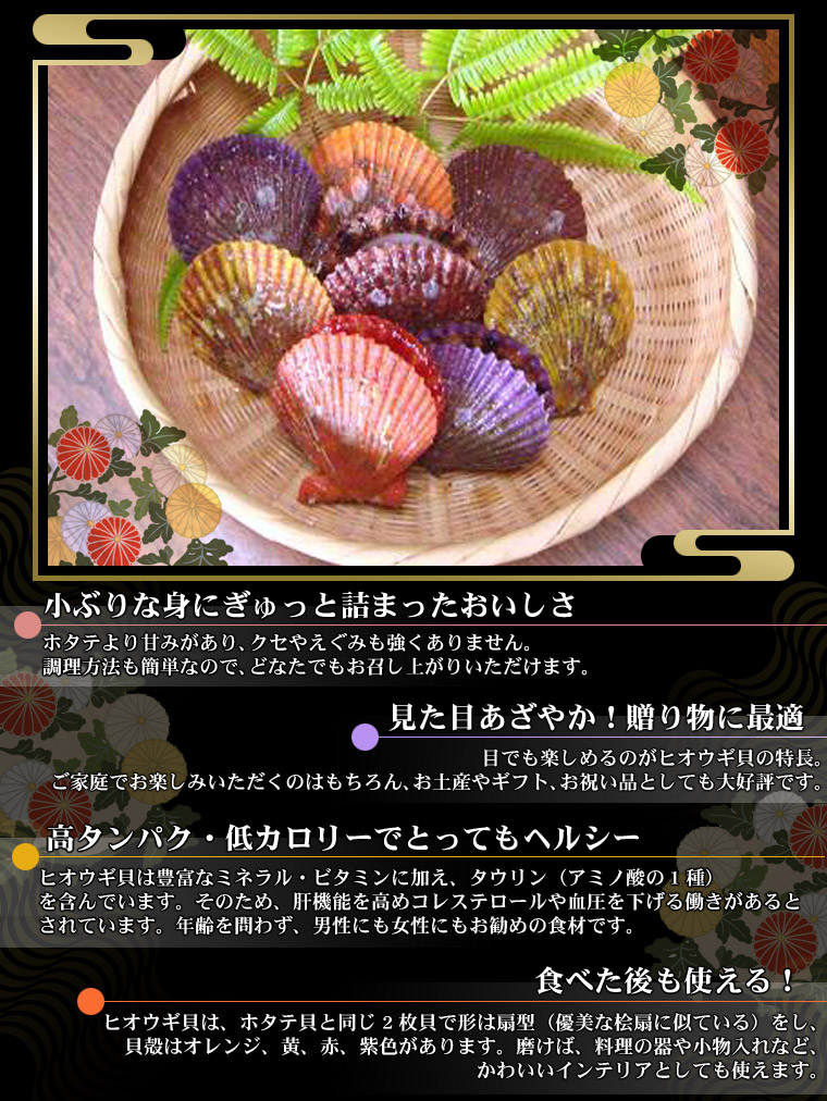 伊勢志摩産 緋扇貝（ヒオウギガイ）