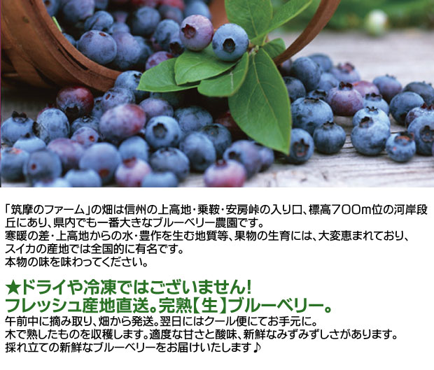 産地直送最高級美味しいブルーベリー完熟「生」