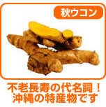 秋ウコン
