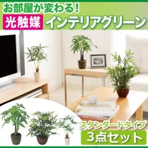 お部屋が変わる!光触媒インテリアグリーン3点セット【スタンダードタイプ】 アジアン