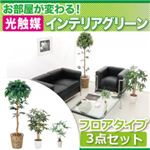 お部屋が変わる！光触媒インテリアグリーン3点セット【フロアタイプ】 モダンの詳細ページへ