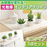 お部屋が変わる！光触媒インテリアグリーン3点セット【ミニタイプ】 プチハートの詳細ページへ