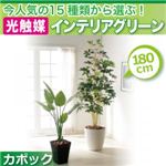 今人気の15種類から選ぶ光触媒インテリアグリーン【カポック180】の詳細ページへ