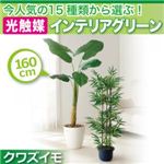 今人気の15種類から選ぶ光触媒インテリアグリーン【クワズイモ160】の詳細ページへ