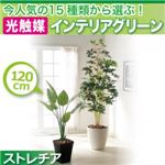 今人気の15種類から選ぶ光触媒インテリアグリーン【ストレチア120】の詳細ページへ