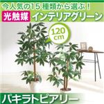 今人気の15種類から選ぶ光触媒インテリアグリーン【パキラトピアリー120】の詳細ページへ