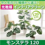今人気の15種類から選ぶ光触媒インテリアグリーン【モンステラ120】の詳細ページへ