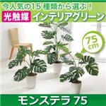 今人気の15種類から選ぶ光触媒インテリアグリーン【モンステラ75】の詳細ページへ