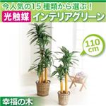 今人気の15種類から選ぶ光触媒インテリアグリーン【幸福の木110】の詳細ページへ