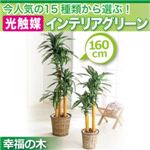 今人気の15種類から選ぶ光触媒インテリアグリーン【幸福の木160】の詳細ページへ
