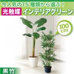 今人気の15種類から選ぶ光触媒インテリアグリーン【黒竹100】の詳細ページへ