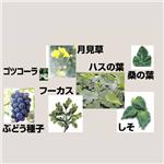 セルライトディレーション