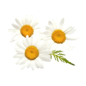 フルーレット アルコールハンドジェル290gカモミール