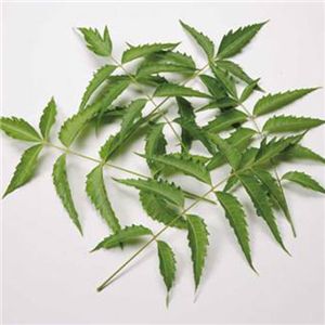 �A�����W�� �X�J���v�N�����W���O�G�b�Z���X