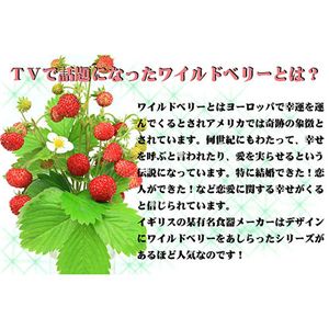恋を呼ぶワイルドベリーストラップ 運命のレッド