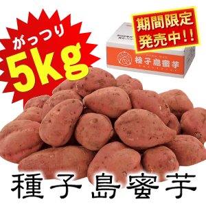 種子島蜜芋 5Kg