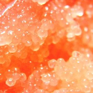 特撰たらこ、通販価格で格安提供中。