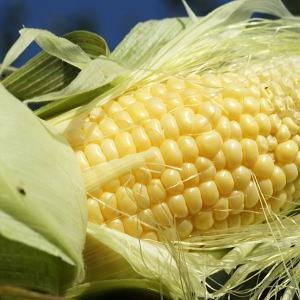 【9月20日で終了 生食可能 青森県産】 岩木山麓 嶽もろこし(嶽きみ)10本