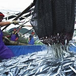 特大トロ秋刀魚　4ｋｇ（18本〜24本）