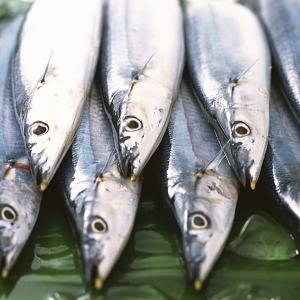 【10月31日で終了】特大トロ秋刀魚 2kg(9本~12本)