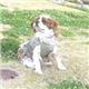 �ڥڥå��ѡۥɥ����ޥ󡡥쥤�󥦥�����4�桡��������
