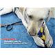 �ڥڥå��ѡ�Nylabone���ѥ���ܡ���M