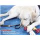 【ペット用】Nylabone パズルボーン S