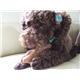 �ڥڥå��ѡۥ�������KIZOW�ˡ��ڤΤ�����㡡��bo-n�ס��ӥ�����