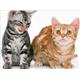 �ڥڥå��ѡۥ桼���̥С�����åȡ���ǭ�ѡ�350g