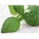 �ڥڥå��ѡۥ桼���̥С����˥����緿���ѡ���γ��3kg