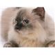 �ڥڥå��ѡۥ�����륫�ʥ󡡥饤�ȡ�38��400g