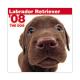THE��DOG�������ǡ�2008ǯ���������� ��֥�ɡ����ȥ�С�