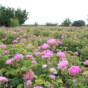 �n���C���K�N��