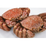 �N�Ɉ�x�̗��X�����ъI�@�Q���Z�b�g