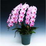 �Ӓ����@3�{���@30�ֈȏ�@�s���N