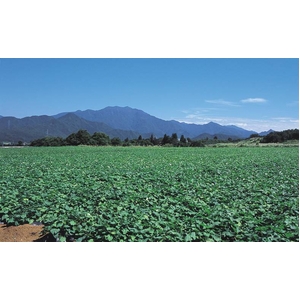 新潟下田（しただ）産　幻のさつまいも「たいはく」 約５kgセット