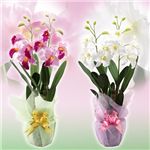 ���G�}�J�g���A �s���N