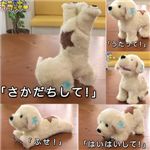セガトイズ さかだちラッキー ホワイト