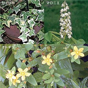 �z�C�b�v�p�b�N�@30��