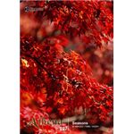 �ʐ^�f�� imageDJ Athena Vol.27 �G�߂̌i�F