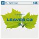 �ʐ^�f�� DAJ145 LEAVES 03 �y�t�S�I 03�z