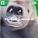 �ʐ^�f�� DAJ300 FUNNY ANIMALS �y�������ȓ����B�z
