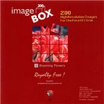 �ʐ^�f�� IMAGE BOX Vol.3 ��ࣖ�