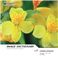 写真素材 imageDJ Image Dictionary Vol.1 花言葉 写真素材 imageDJ Image Dictionary Vol.1 花言葉