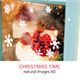 �ʐ^�f�� naturalimages Vol.40 CHRISTMAS TIME
