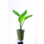 �ϗt���A���@�u�I�[�K�X�^�v