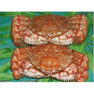 豪華！北海3大蟹セット
