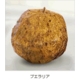 レディーズプエラリア99%シスター 写真4